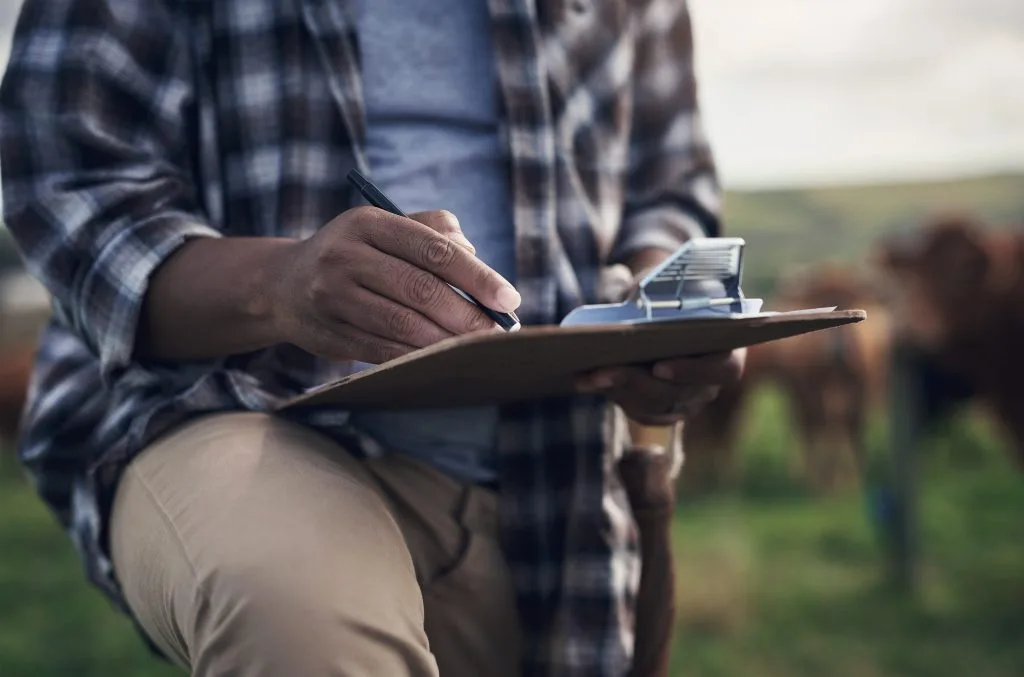 A person in a checkered shirt writes notes while observing cattle in a field