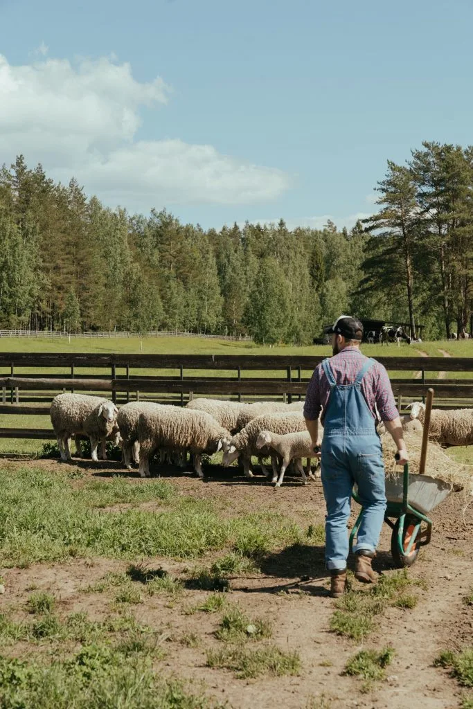 A farmer pushes a wheelbarrow toward a flock of sheep in a lush field