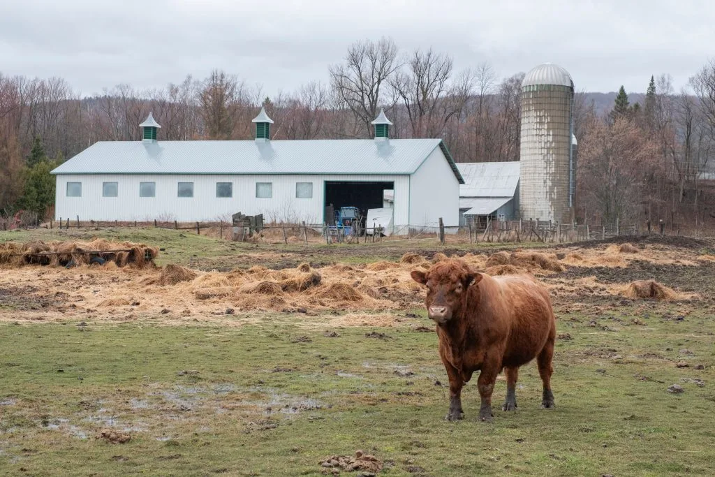 A brown cow stands in a grassy field near a farm with a silo