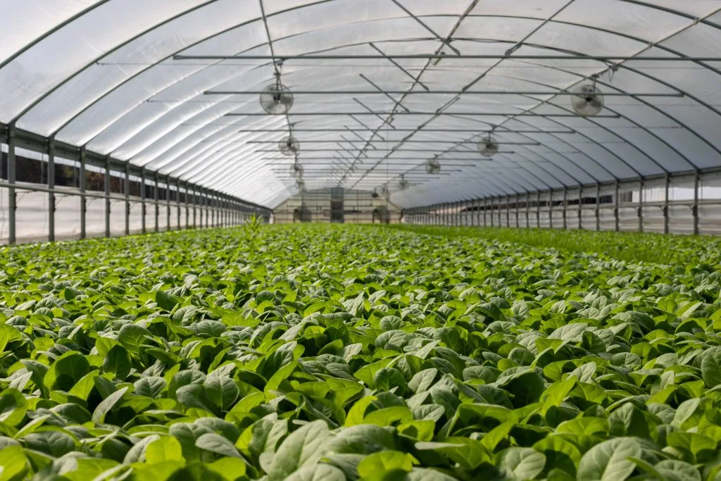 Vibrant green crops stretch across rows in a spacious greenhouse