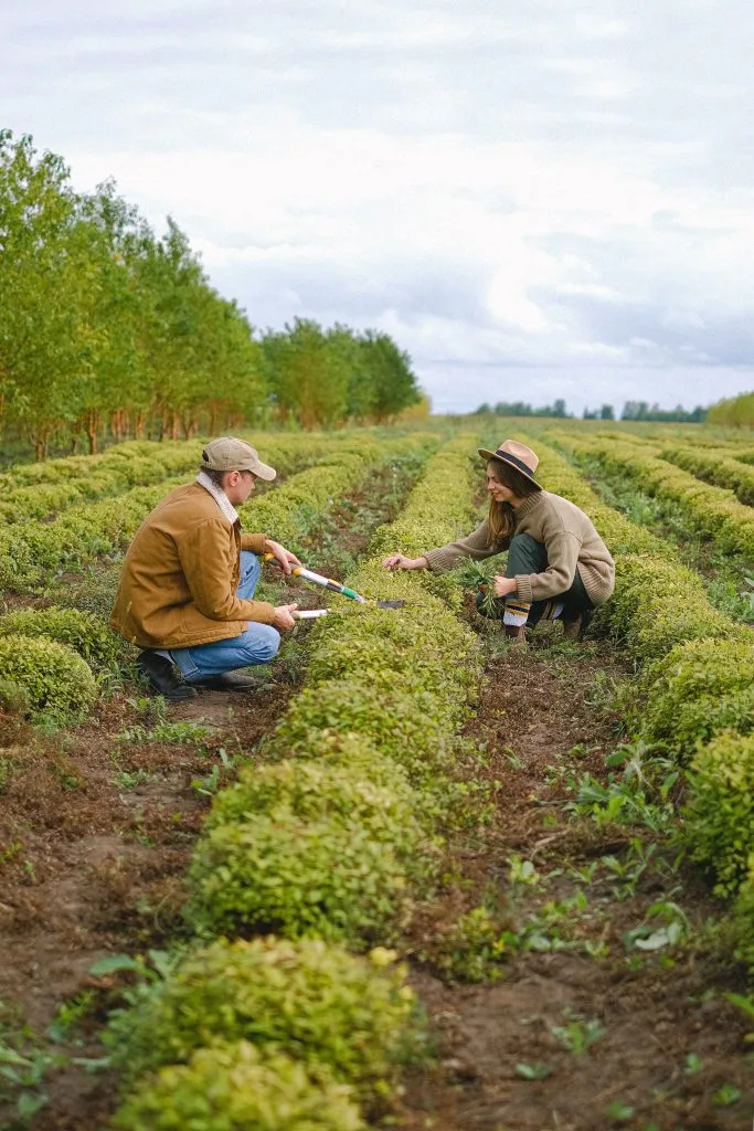 Two individuals are carefully harvesting plants in a lush green field